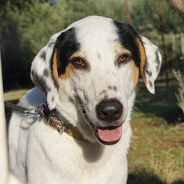 Jeik, male young Mixed Breed for adoption at Tierfreunde Patras e.V., Ratingen
