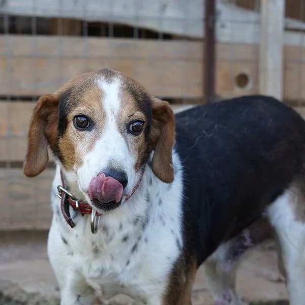 Kal, male 7yo Mixed Breed for adoption at Tierfreunde Patras e.V., Ratingen