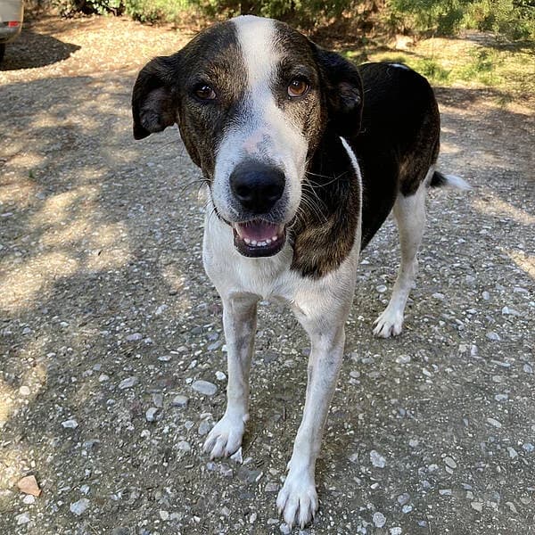 Lanthi, female young Mixed Breed for adoption at Tierfreunde Patras e.V., Ratingen