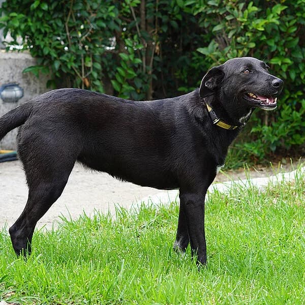 Liza, female 5yo Mixed Breed for adoption at Tierfreunde Patras e.V., Ratingen