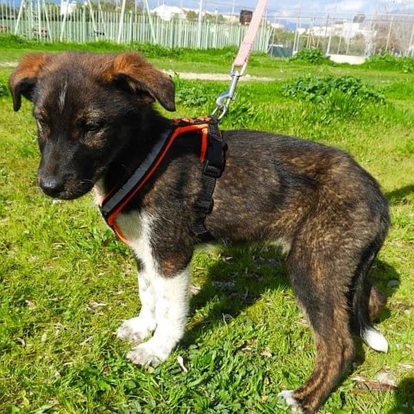 Maja, female puppy Mixed Breed for adoption at Tierfreunde Patras e.V., Ratingen