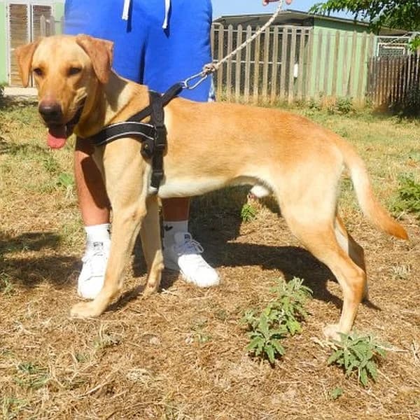 Marley, male Mixed Breed for adoption at Tierfreunde Patras e.V., Ratingen