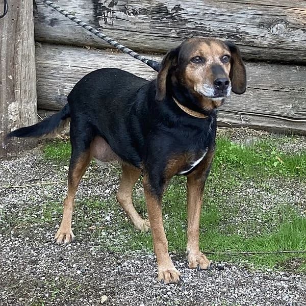 Meizi, female senior Mixed Breed for adoption at Tierfreunde Patras e.V., Ratingen