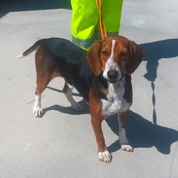 Micky, male 3yo Mixed Breed for adoption at Tierfreunde Patras e.V., Ratingen