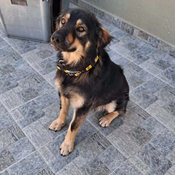 Monty, male young Mixed Breed for adoption at Tierfreunde Patras e.V., Ratingen