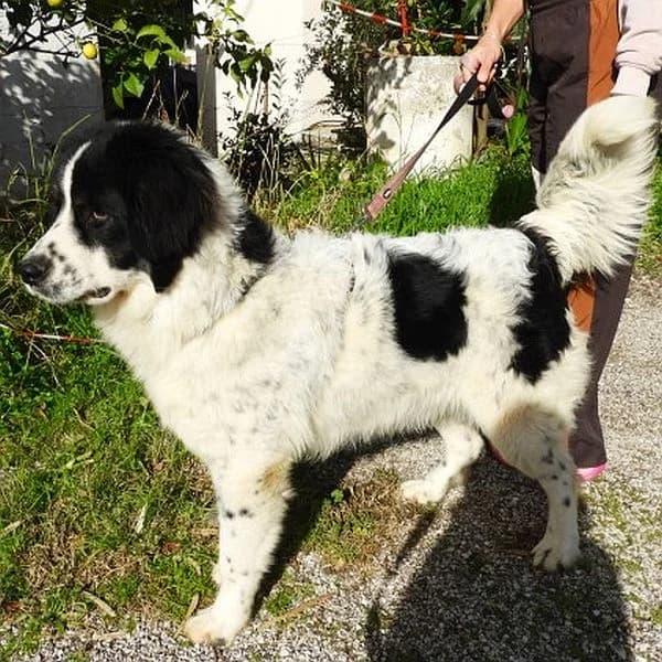 Nando,  puppy Mixed Breed for adoption at Tierfreunde Patras e.V., Ratingen