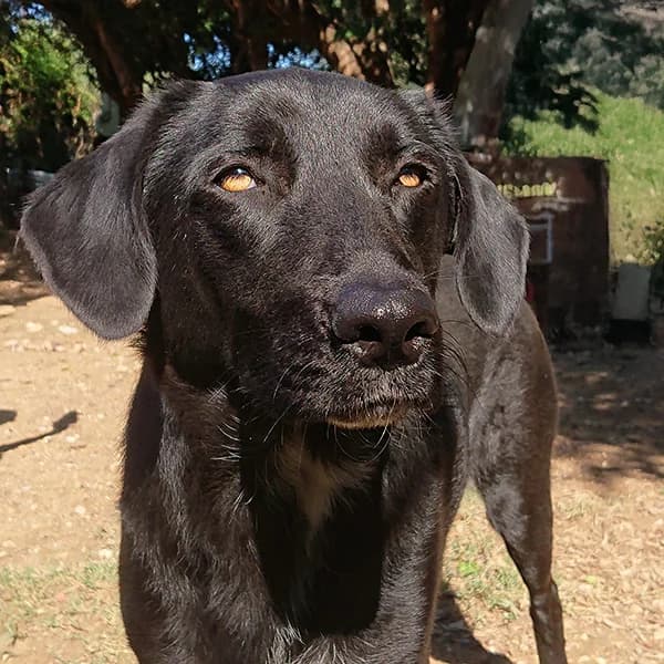 Nomi, female 3yo Mixed Breed for adoption at Tierfreunde Patras e.V., Ratingen