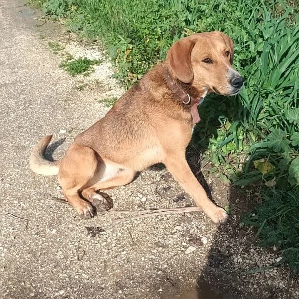 Nora, female young Mixed Breed for adoption at Tierfreunde Patras e.V., Ratingen