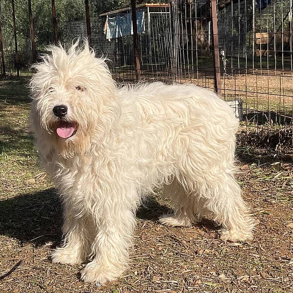 Perry, male young Mixed Breed for adoption at Tierfreunde Patras e.V., Ratingen