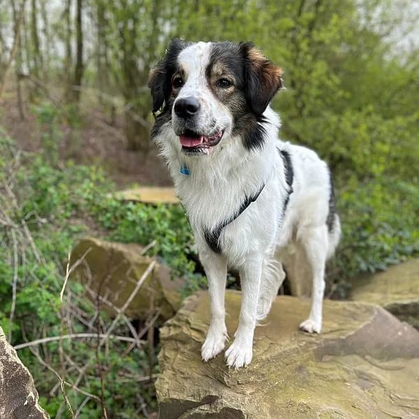 Phil, male puppy Mixed Breed for adoption at Tierfreunde Patras e.V., Ratingen