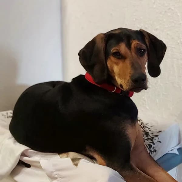 Pico, male 3yo Mixed Breed for adoption at Tierfreunde Patras e.V., Ratingen