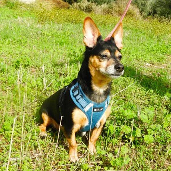 Rex, male senior Mixed Breed for adoption at Tierfreunde Patras e.V., Ratingen