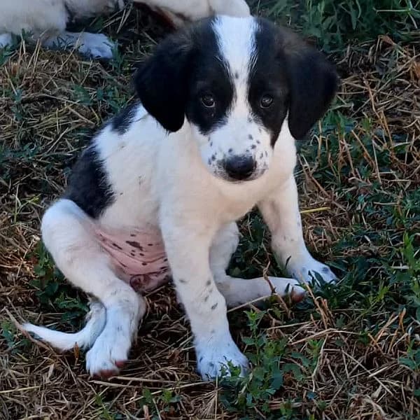 Rica, female puppy Mixed Breed for adoption at Tierfreunde Patras e.V., Ratingen