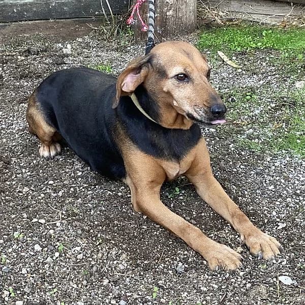 Rouney, female 4yo Mixed Breed for adoption at Tierfreunde Patras e.V., Ratingen