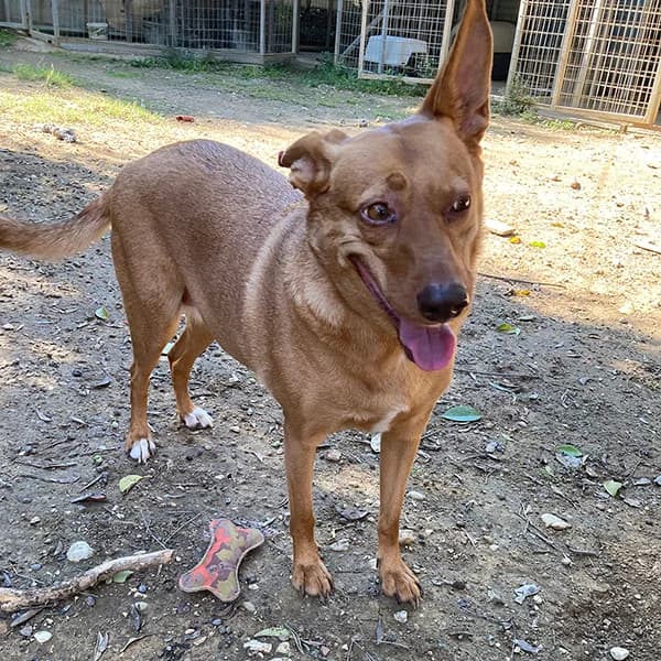 Roza, female 4yo Mixed Breed for adoption at Tierfreunde Patras e.V., Ratingen