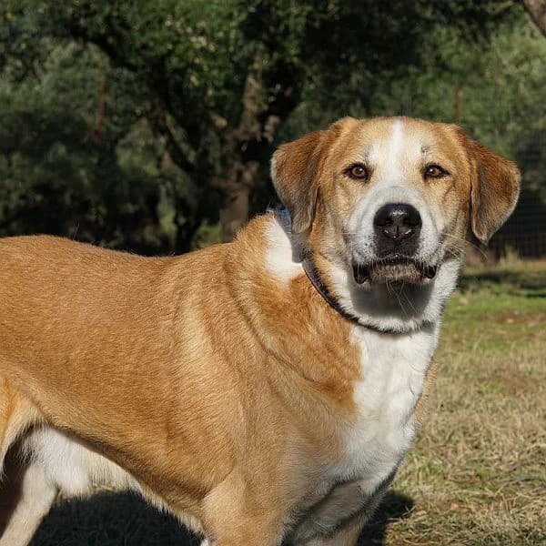 Shiwas, male senior Mixed Breed for adoption at Tierfreunde Patras e.V., Ratingen