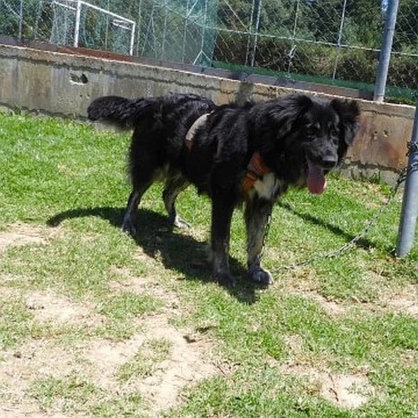 Stella, female young Mixed Breed for adoption at Tierfreunde Patras e.V., Ratingen