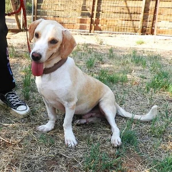 Stone, male young Mixed Breed for adoption at Tierfreunde Patras e.V., Ratingen