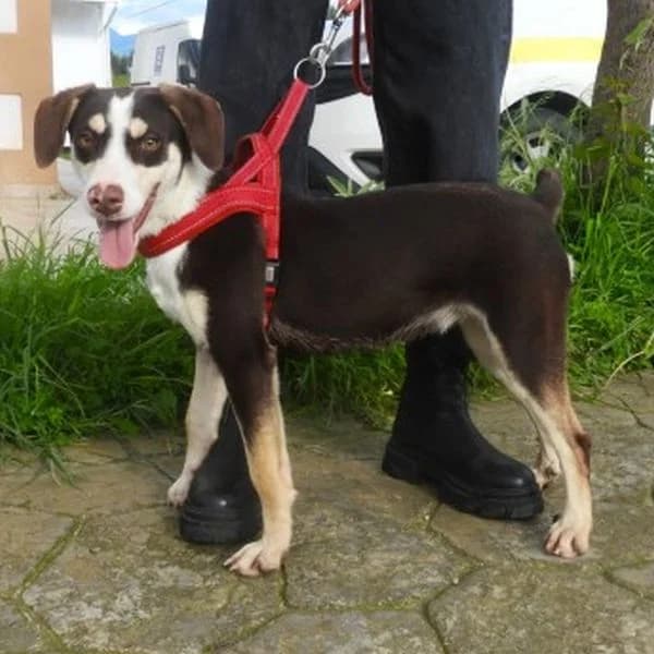 Tara, female young Mixed Breed for adoption at Tierfreunde Patras e.V., Ratingen