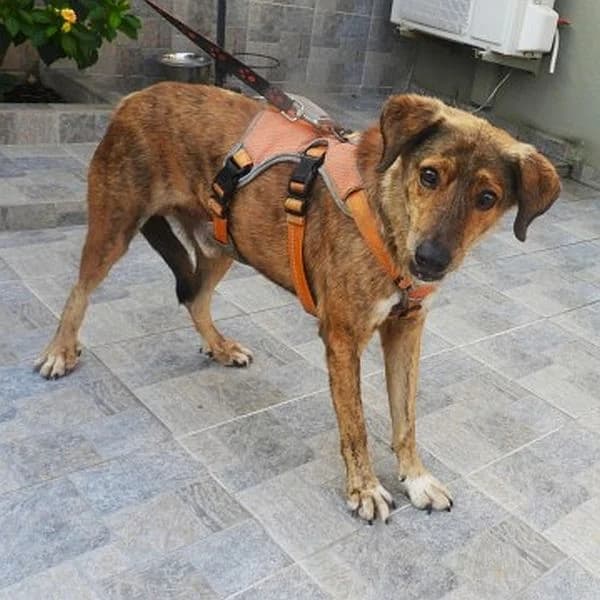 Tiger, male Mixed Breed for adoption at Tierfreunde Patras e.V., Ratingen