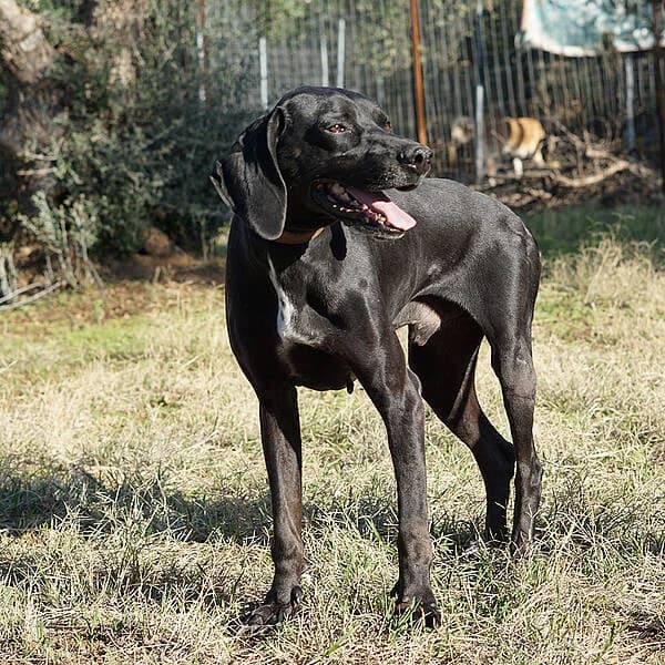 Tsimo, male 6yo Mixed Breed for adoption at Tierfreunde Patras e.V., Ratingen