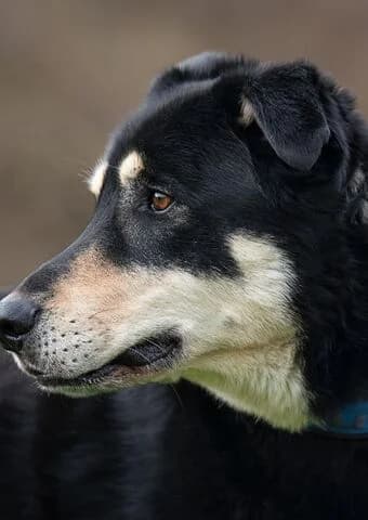 Balu, male senior Husky for adoption at Tierheim Aachen, Aachen