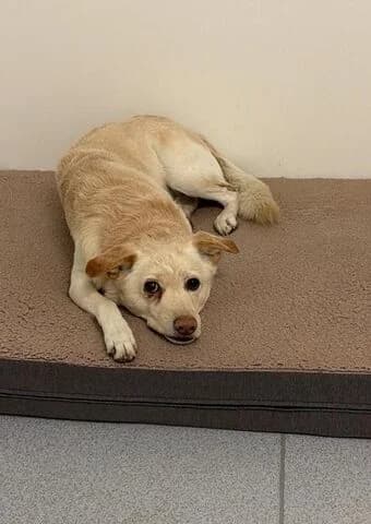 Umka, male 6yo Mixed Breed for adoption at Tierheim Aachen, Aachen