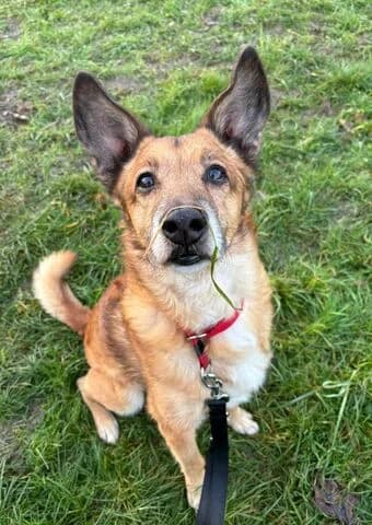 Marly, male senior Belgian Malinois for adoption at Tierheim Aachen, Aachen
