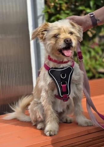 Emmi, female senior Mixed Breed for adoption at Tierheim Aachen, Aachen