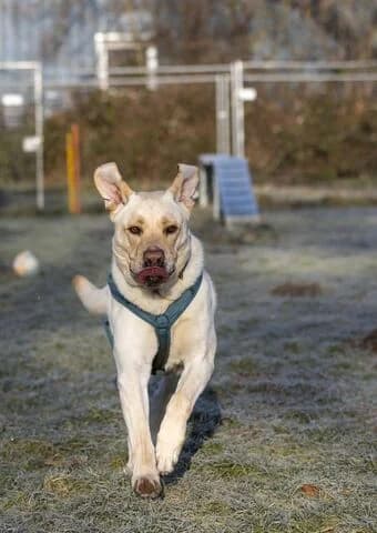 Pasha, male 5yo Labrador Retriever for adoption at Tierheim Aachen, Aachen