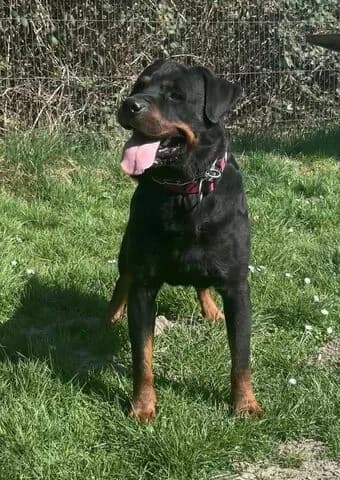 Sirius, male 7yo Rottweiler for adoption at Tierheim Aachen, Aachen