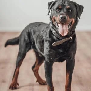 Sirius, male 7yo Rottweiler for adoption at Tierheim Aachen, Aachen