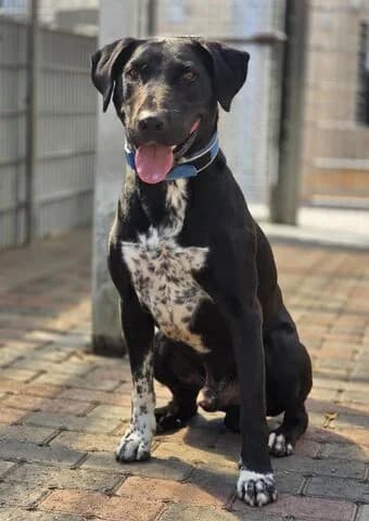 Janni, male senior Mixed Breed for adoption at Tierheim Aachen, Aachen