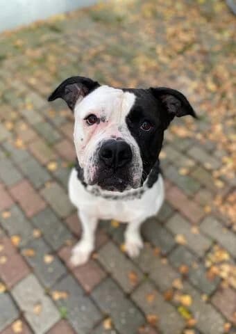 Lilja, female 4yo English Bulldog for adoption at Tierheim Aachen, Aachen