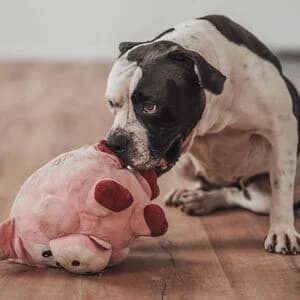 Lilja, female 4yo English Bulldog for adoption at Tierheim Aachen, Aachen