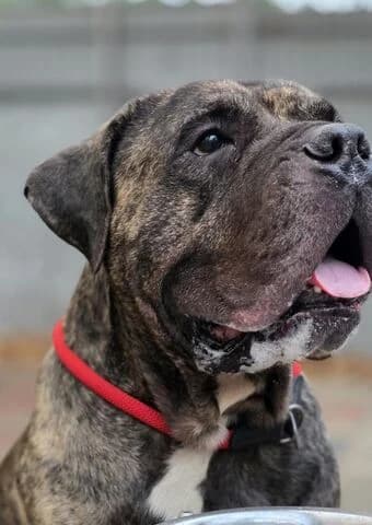 Odin, male 6yo Mastiff for adoption at Tierheim Aachen, Aachen