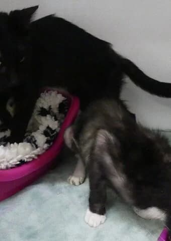 Kela, female mixed breed for adoption at Tierheim Aachen, Aachen