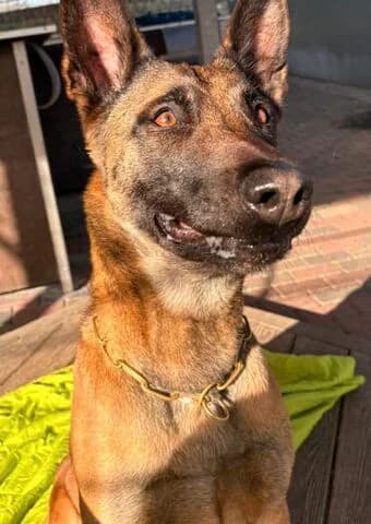 Luna, female senior Belgian Malinois for adoption at Tierheim Aachen, Aachen