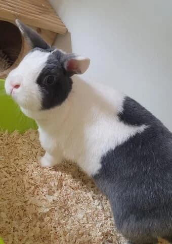 Bim, female mixed breed for adoption at Tierheim Aachen, Aachen
