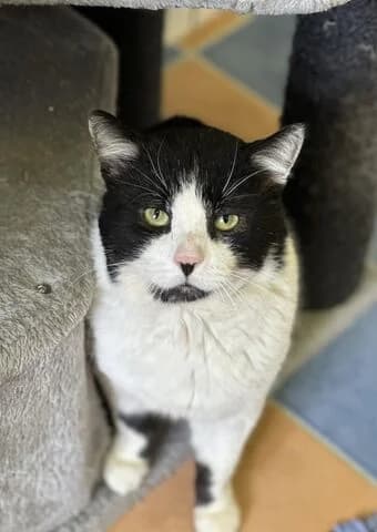 Hercules, male 7yo mixed breed for adoption at Tierheim Aachen, Aachen