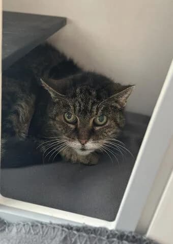 Mau, female senior mixed breed for adoption at Tierheim Aachen, Aachen