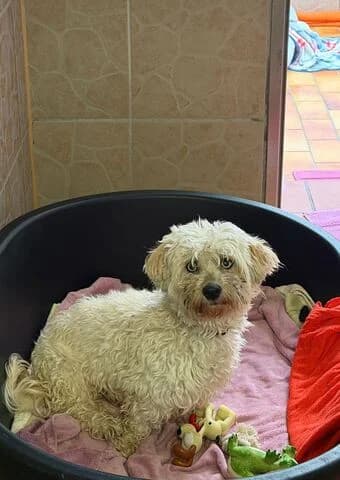 Motte, female 5yo Maltipoo for adoption at Tierheim Aachen, Aachen