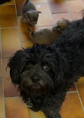 Wasabi, female 3yo Maltipoo for adoption at Tierheim Aachen, Aachen