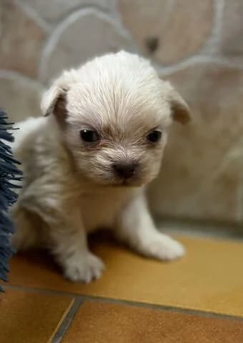 Knut, male puppy English Bulldog for adoption at Tierheim Aachen, Aachen