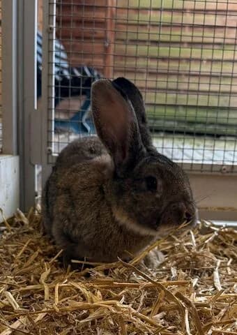 Bruni, male young mixed breed for adoption at Tierheim Aachen, Aachen