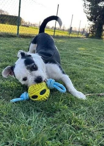 Tyson/Petey, male puppy Mixed Breed for adoption at Tierheim Aachen, Aachen