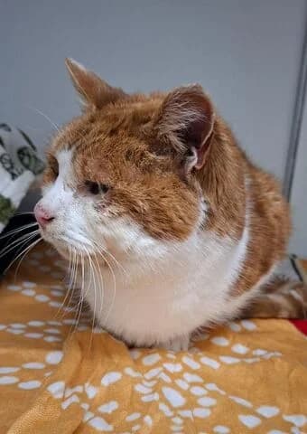 Charles, male senior mixed breed for adoption at Tierheim Aachen, Aachen