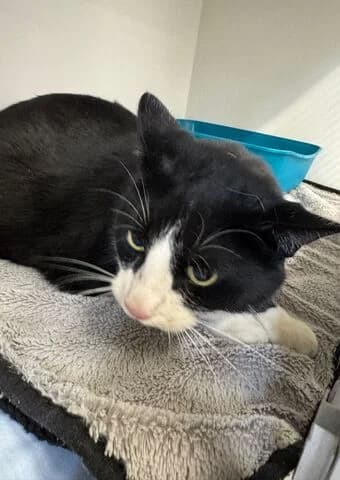 Felix, male mixed breed for adoption at Tierheim Aachen, Aachen