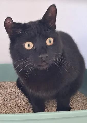 Stinki, male 6yo mixed breed for adoption at Tierheim Aachen, Aachen