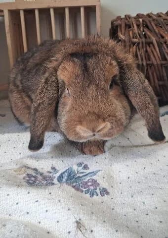 Fips, male mixed breed for adoption at Tierheim Aachen, Aachen